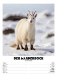 Bild von Verrücktes Tierleben - Wochenplaner mit KI-Bildern Kalender 2026