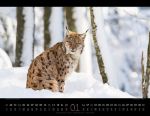 Bild von Königreich der Katzen Kalender 2026