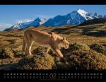 Bild von Königreich der Katzen Kalender 2026