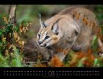 Bild von Königreich der Katzen Kalender 2026