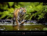 Bild von Königreich der Katzen Kalender 2026