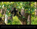 Bild von Königreich der Katzen Kalender 2026