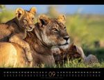 Bild von Königreich der Katzen Kalender 2026