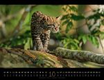 Bild von Königreich der Katzen Kalender 2026