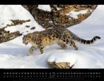 Bild von Königreich der Katzen Kalender 2026