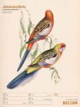 Bild von Wunderbare Vogelwelt - Vintage-Wochenplaner Kalender 2026