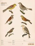 Bild von Wunderbare Vogelwelt - Vintage-Wochenplaner Kalender 2026