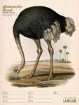 Bild von Wunderbare Vogelwelt - Vintage-Wochenplaner Kalender 2026