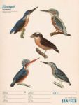 Bild von Wunderbare Vogelwelt - Vintage-Wochenplaner Kalender 2026