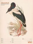 Bild von Wunderbare Vogelwelt - Vintage-Wochenplaner Kalender 2026