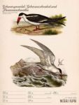 Bild von Wunderbare Vogelwelt - Vintage-Wochenplaner Kalender 2026