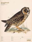 Bild von Wunderbare Vogelwelt - Vintage-Wochenplaner Kalender 2026