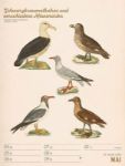 Bild von Wunderbare Vogelwelt - Vintage-Wochenplaner Kalender 2026
