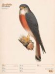 Bild von Wunderbare Vogelwelt - Vintage-Wochenplaner Kalender 2026