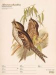 Bild von Wunderbare Vogelwelt - Vintage-Wochenplaner Kalender 2026