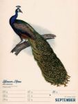 Bild von Wunderbare Vogelwelt - Vintage-Wochenplaner Kalender 2026