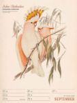 Bild von Wunderbare Vogelwelt - Vintage-Wochenplaner Kalender 2026