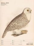 Bild von Wunderbare Vogelwelt - Vintage-Wochenplaner Kalender 2026