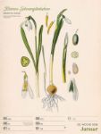 Bild von Ars Floralis - Vintage-Wochenplaner Kalender 2026