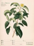 Bild von Ars Floralis - Vintage-Wochenplaner Kalender 2026