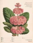 Bild von Ars Floralis - Vintage-Wochenplaner Kalender 2026