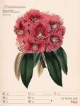 Bild von Ars Floralis - Vintage-Wochenplaner Kalender 2026