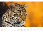 Bild von Afrika - Ackermann Gallery Kalender 2026