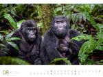 Bild von Afrika - Ackermann Gallery Kalender 2026