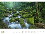 Bild von Wald - Ackermann Gallery Kalender 2026