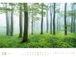 Bild von Wald - Ackermann Gallery Kalender 2026
