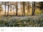 Bild von Wald - Ackermann Gallery Kalender 2026