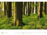 Bild von Wald - Ackermann Gallery Kalender 2026
