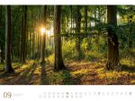 Bild von Wald - Ackermann Gallery Kalender 2026
