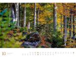 Bild von Wald - Ackermann Gallery Kalender 2026