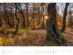 Bild von Wald - Ackermann Gallery Kalender 2026