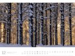 Bild von Wald - Ackermann Gallery Kalender 2026