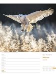 Bild von Vögel - Tier-Wochenplaner 2026