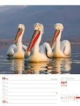 Bild von Vögel - Tier-Wochenplaner 2026