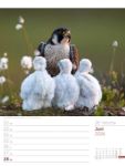 Bild von Vögel - Tier-Wochenplaner 2026