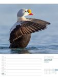 Bild von Vögel - Tier-Wochenplaner 2026