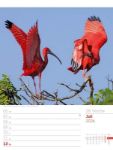 Bild von Vögel - Tier-Wochenplaner 2026