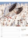 Bild von Vögel - Tier-Wochenplaner 2026