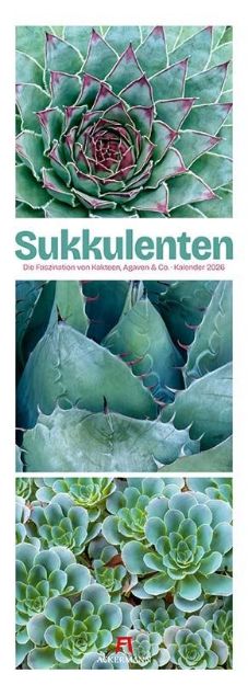 Bild von Sukkulenten Triplet-Kalender 2026