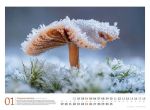Bild von Pilze Kalender 2026
