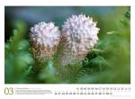 Bild von Pilze Kalender 2026