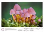Bild von Pilze Kalender 2026