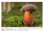 Bild von Pilze Kalender 2026