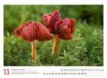 Bild von Pilze Kalender 2026