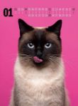 Bild von Catography Kalender 2026