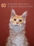 Bild von Catography Kalender 2026
